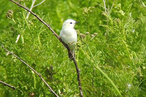 Leucistic Sedge Warbler